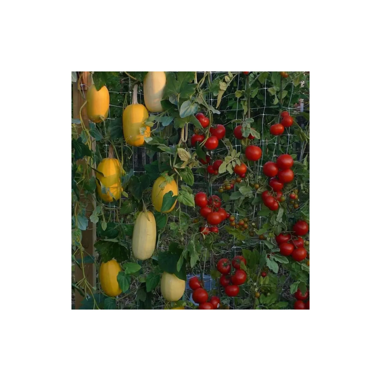 Plasa hdpe pentru castraveti 150 x 170 mm - 2 x 5 m, DSH 240836 2