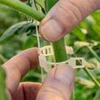 Clips tomate - 500 buc (ad) DSH 489990 1