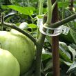 Clips tomate - 500 buc (ad) DSH 489990 2
