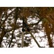 Foarfecă telescopică pt crengi, mâner aluminiu, Yato YT-88294 9